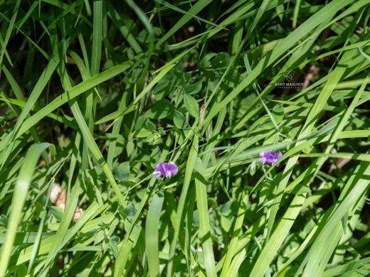 Lathyrus laxiflorus subsp. laxiflorus