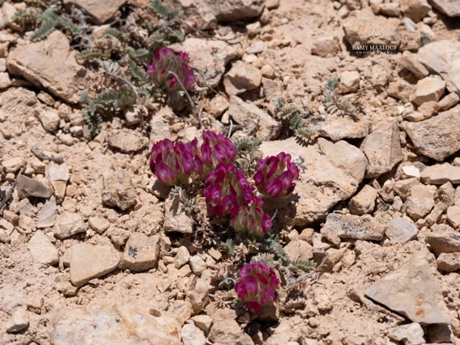 Astragalus kurnet-es-saudae