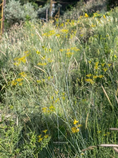 Heptaptera anisopetala
