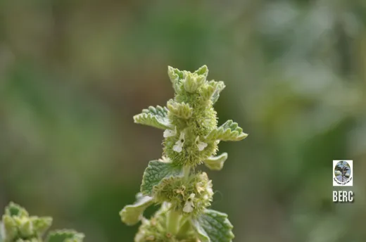 سموة