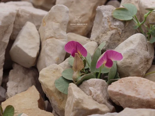 Lathyrus formosus