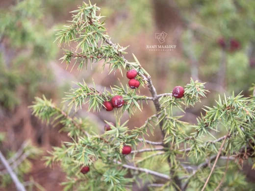 Juniperus deltoides