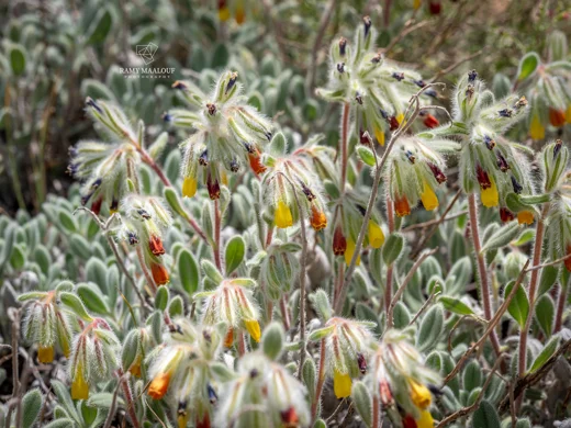 Onosma sanninensis