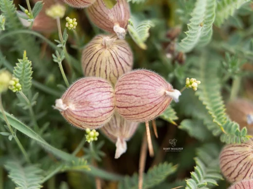 Astragalus coluteoides