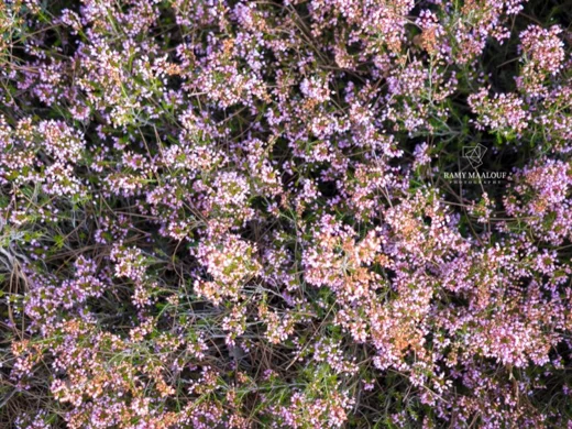 Erica manipuliflora