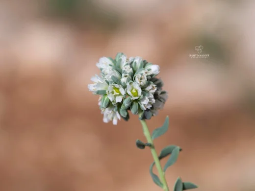 Telephium imperati subsp. orientale