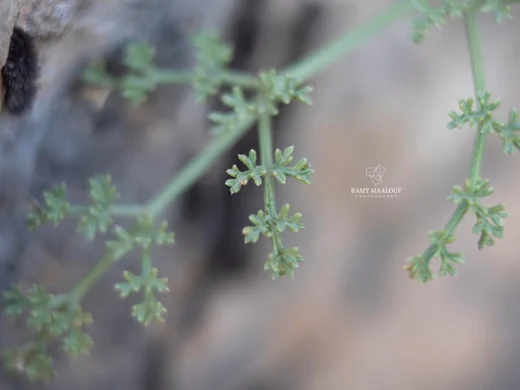 Anisotaenia trachycarpa