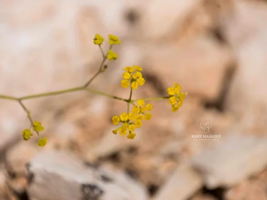 Bupleurum exaltatum