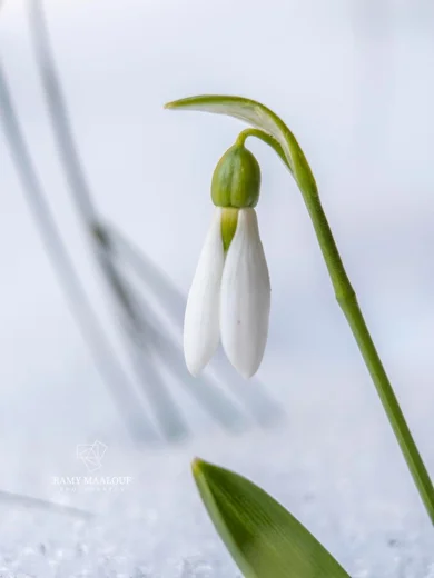 Galanthus fosteri