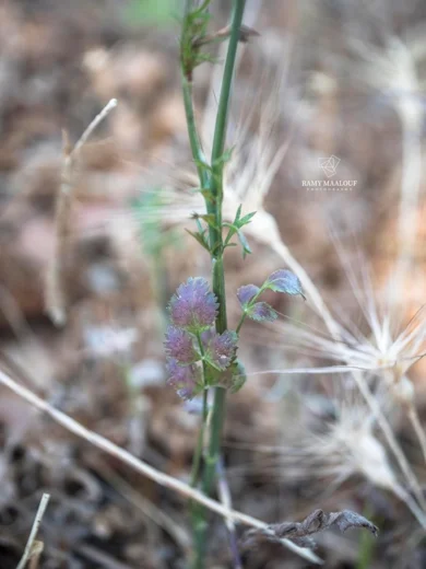 Pimpinella peregrina