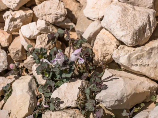 Lamium garganicum subsp. striatum var. striatum