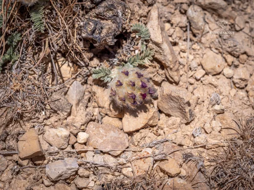 Astragalus kurnet-es-saudae