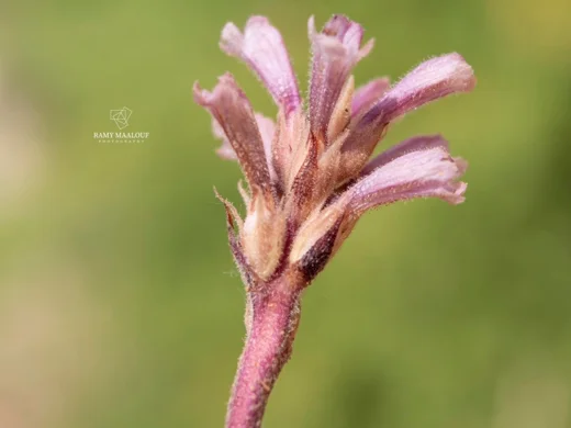 Orobanche camptolepis