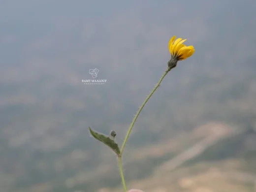 Hieracium schmidtii subsp. libanoticum