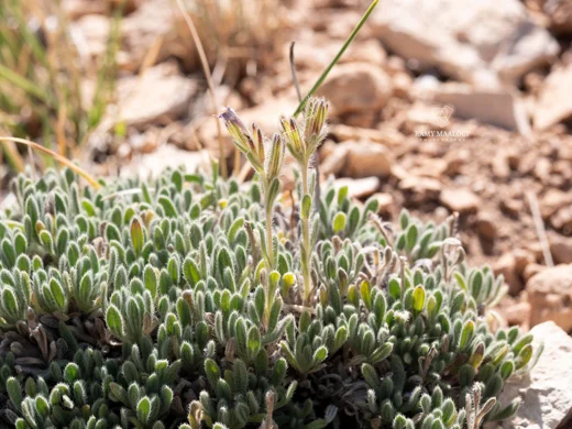 Onosma rascheyana