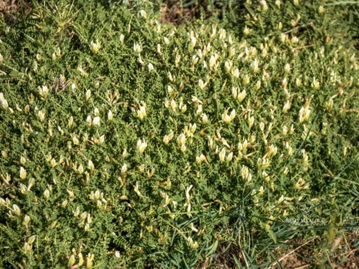 Astragalus angustifolius