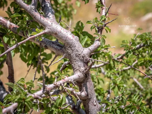 Prunus ursina
