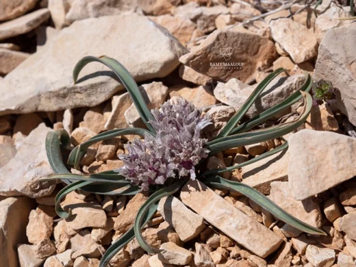 Allium libani var. tannourinensis