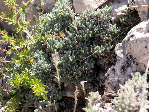 Onosma rascheyana