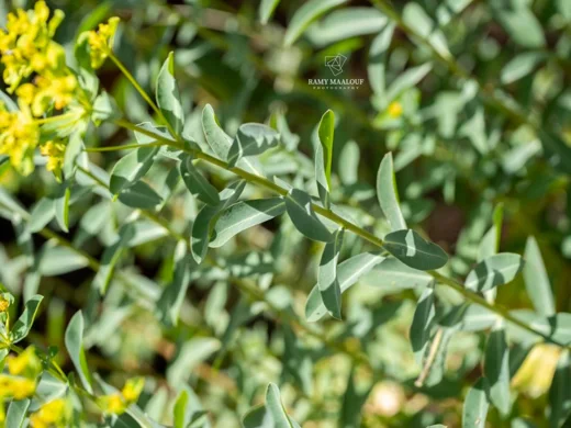 Euphorbia hierosolymitana var. hierosolymitana