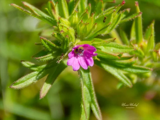 Geranium dissectum