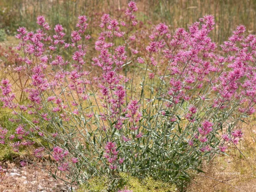 Centranthus longiflorus