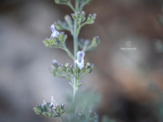 Clinopodium barbatum