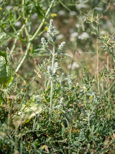 Stachys longispicata