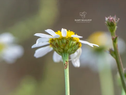 Tripleurospermum inodorum