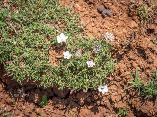 Convolvulus libanoticus