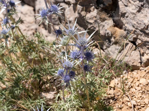 Eryngium heldreichii