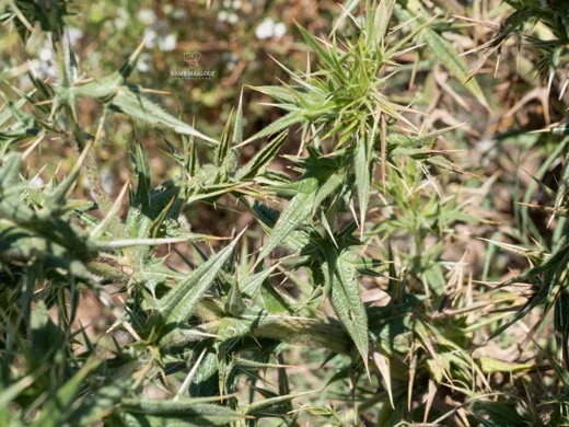 Echinops spinosissimus subsp. bithynicus