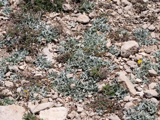 Scorzonera mackmeliana