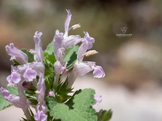 Lamium garganicum subsp. striatum