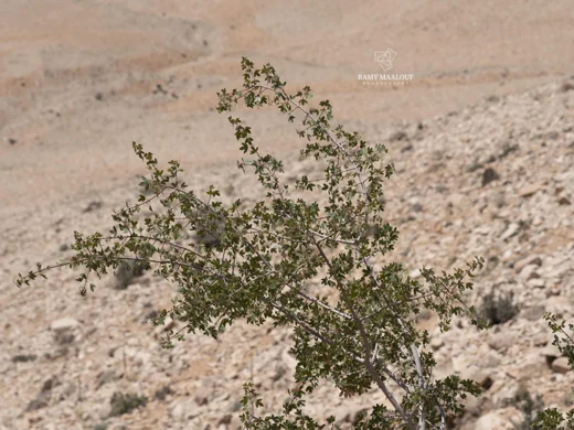 Acer monspessulanum subsp. microphyllum
