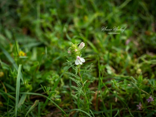 Bellardia trixago