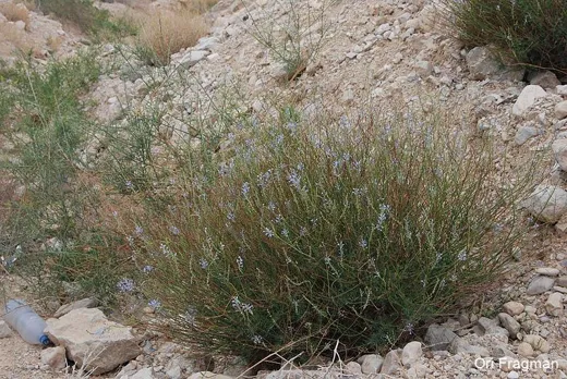 زيتة