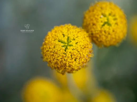 Santolina chamaecyparissus