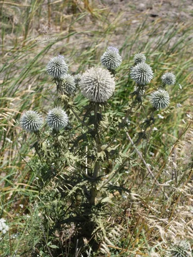 Echinops spinosissimus subsp. bithynicus
