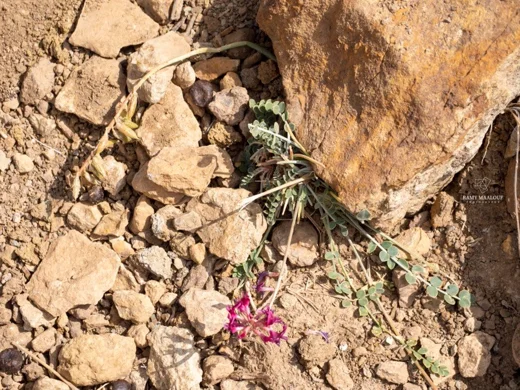 Astragalus angulosus