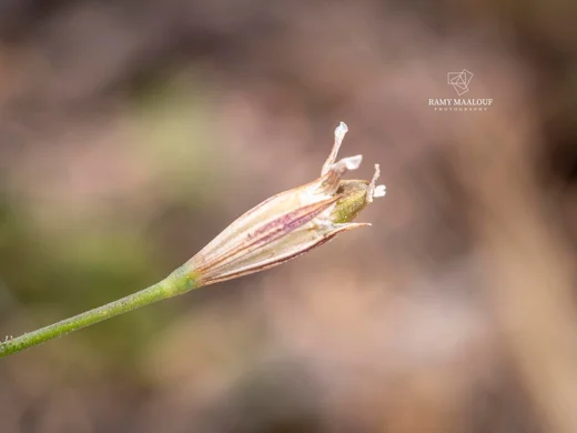Dianthus pachygonus