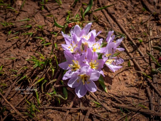 Colchicum szovitsii subsp. brachyphyllum