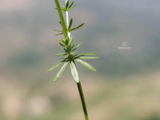 Galium libanoticum