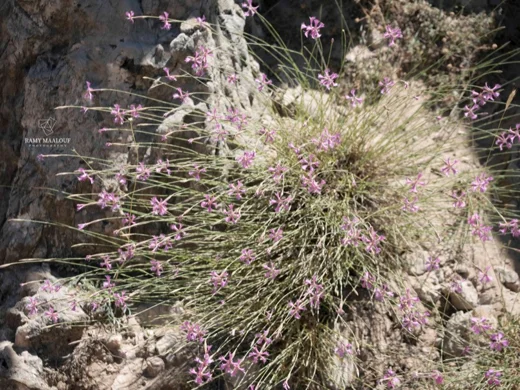 Dianthus orientalis subsp. nassireddinii