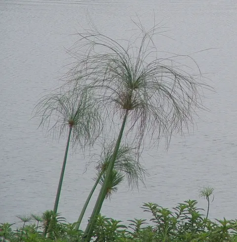 نسب المصنف - غير تجاري 4.0 دولي (CC BY-NC 4.0)- i naturalist.