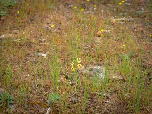 Verbascum beryteum
