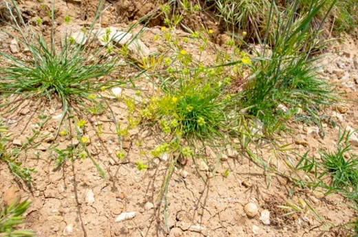 عشبة الباسور