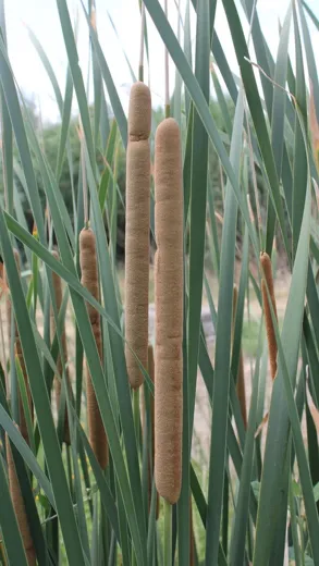 نسب المصنف - غير تجاري 4.0 دولي (CC BY-NC 4.0)- i naturalist.
