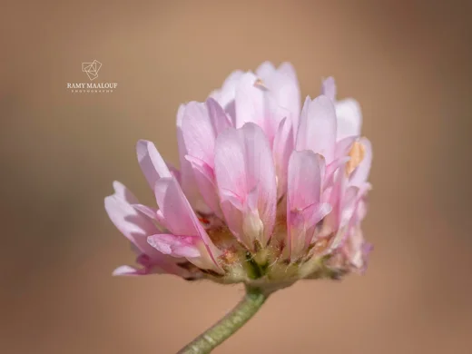 Trifolium modestum