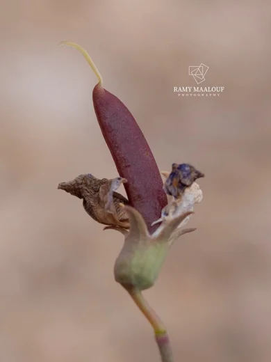 Lathyrus formosus